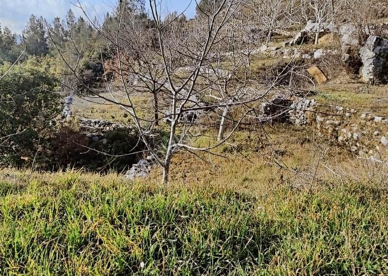 Alanya Mahmutseydi Yol Kenarı 524 M2 Satılık Tarla - Görsel 11