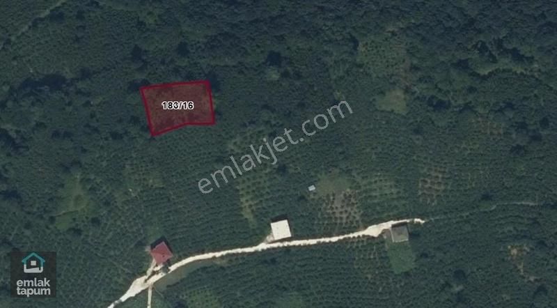 Ordu Korgan Koçcuğaz Mah Ağcagüney Mevki Satılık Fındık Bahçesi