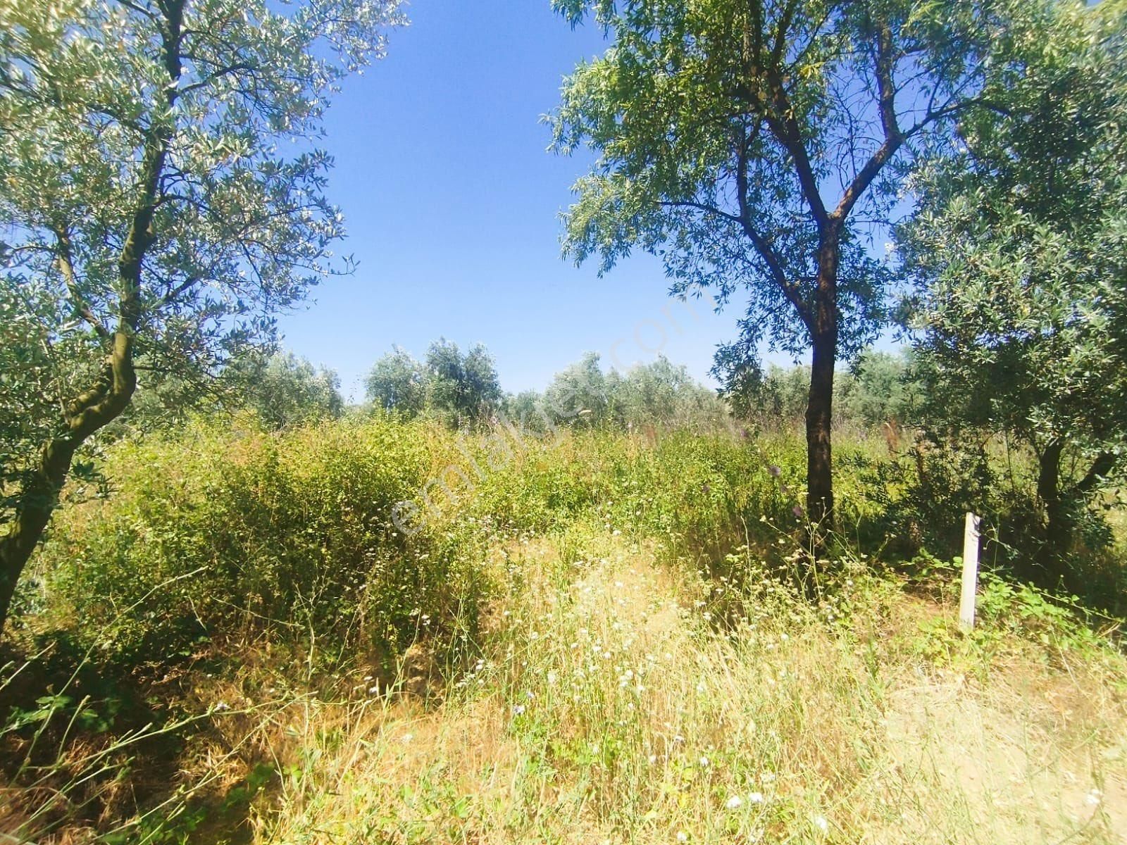 Beka Gayrimenkul'den Gemiç Köyünde Asfalta Yakın 627 M² Tarla - Görsel 6