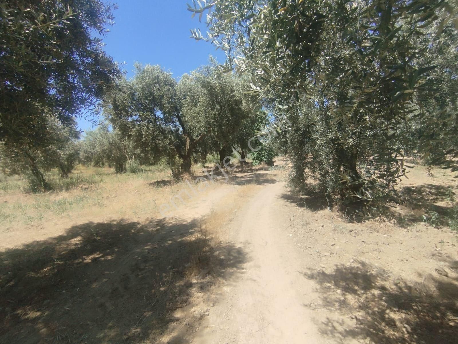 Beka Gayrimenkul'den Gemiç Köyünde Asfalta Yakın 627 M² Tarla - Görsel 4