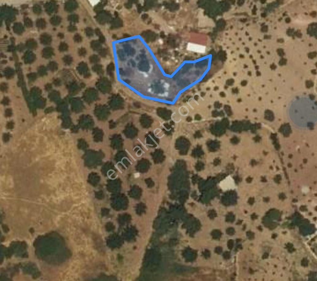 Adıyaman Tut