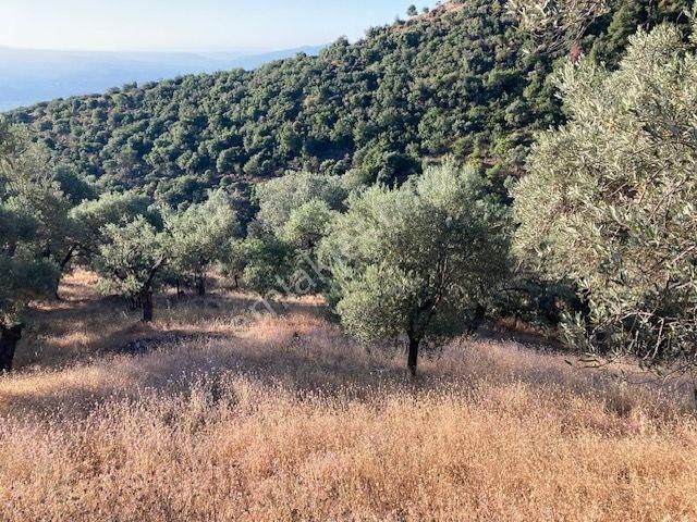 Yetişkin Verimli Zeytinlik 3,500 M2 - Görsel 19