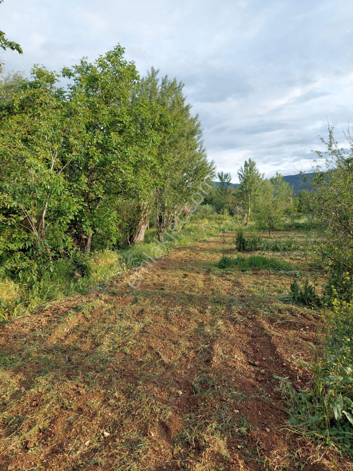 Konya Akşehir Gedil Mahallesinde Yol Cepheli 1.562 M2 Vişne Bahçesi