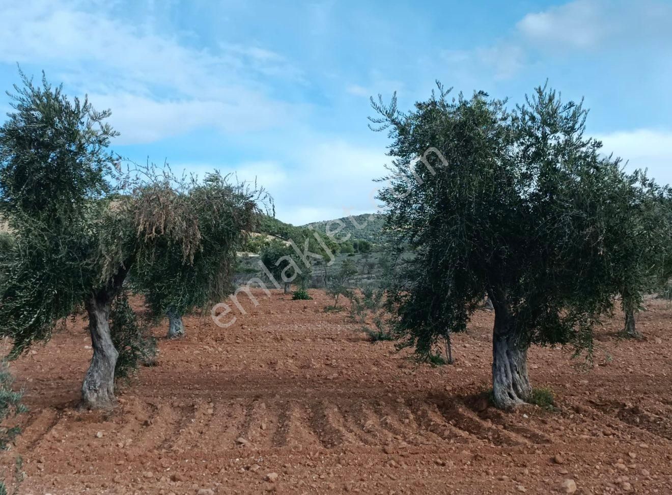 Tuğrul Emlaktan Polateli Eğlende 300 Ağaç Zeytinlik 5.378m2