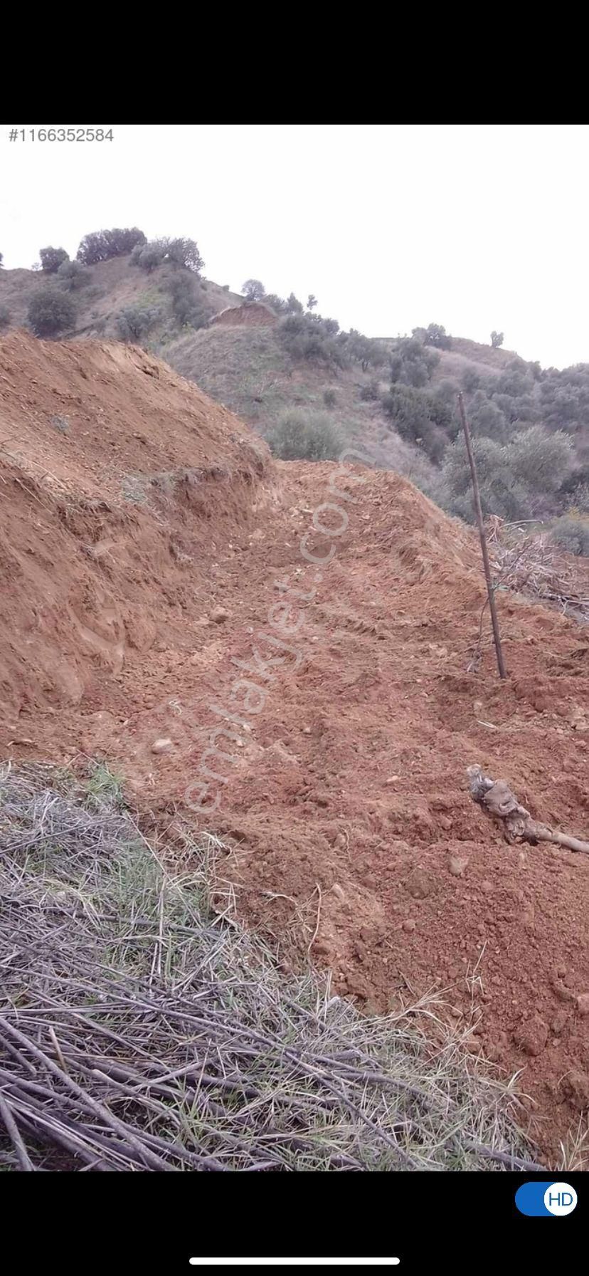 Nazilli Bozyurt'ta Fırsat Zeytinlik