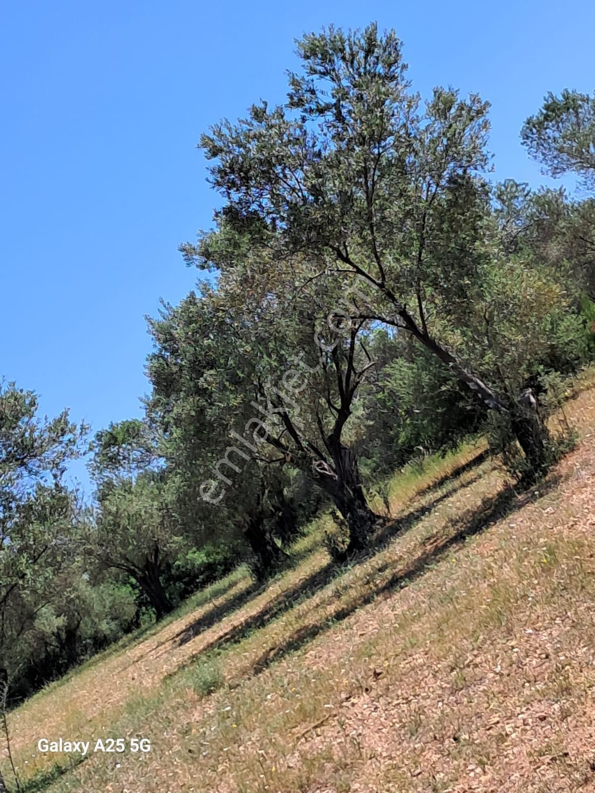 Çanakkale Bayramiç Saçaklıköyünde Satılık Zeytinlik - Görsel 6