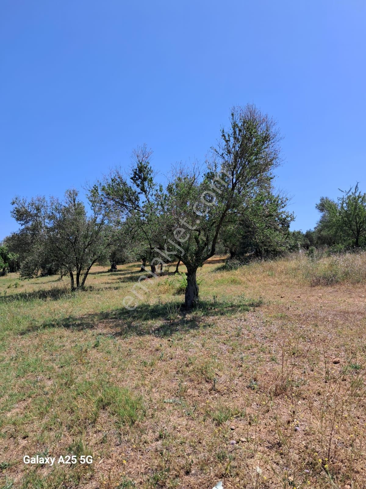 Çanakkale Bayramiç Saçaklıköyünde Satılık Zeytinlik - Görsel 9