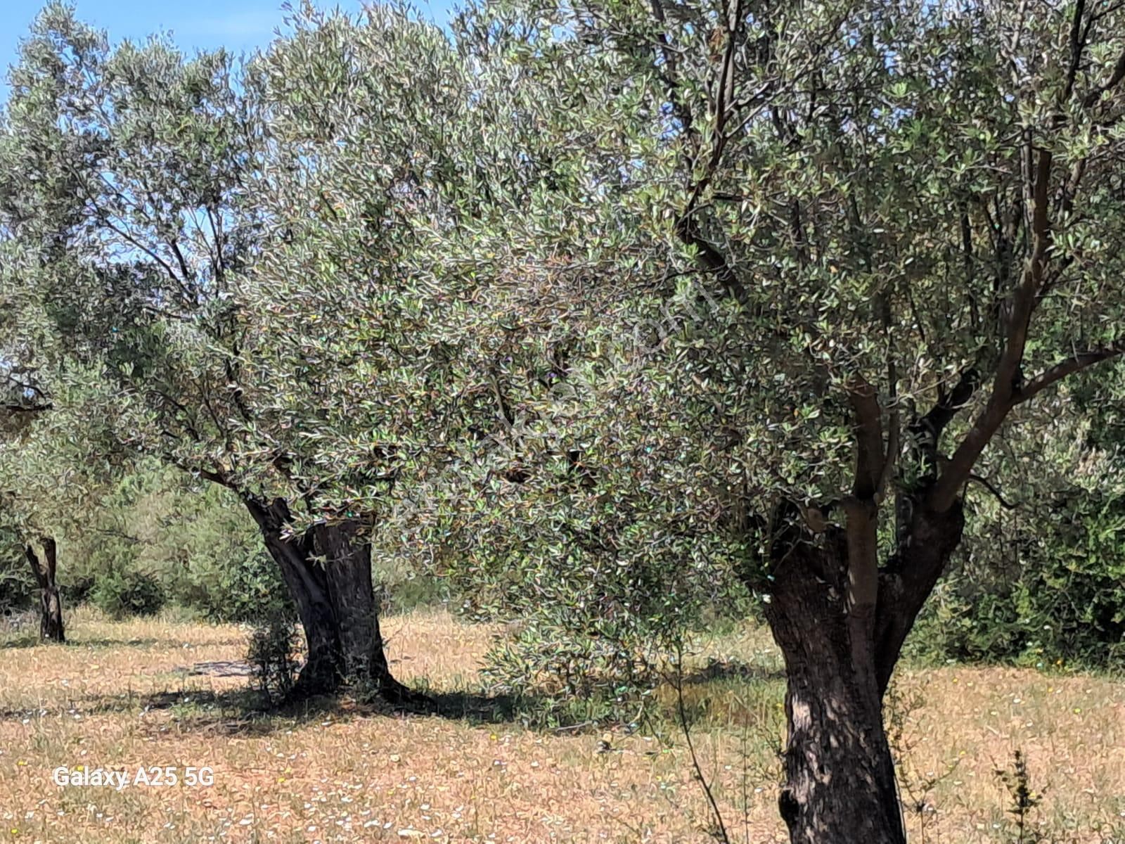 Çanakkale Bayramiç Saçaklıköyünde Satılık Zeytinlik - Görsel 15