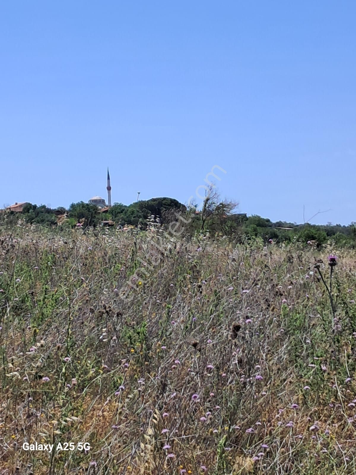 Çanakkale Bayramiç Saçaklıköyünde Satılık Zeytinlik - Görsel 16