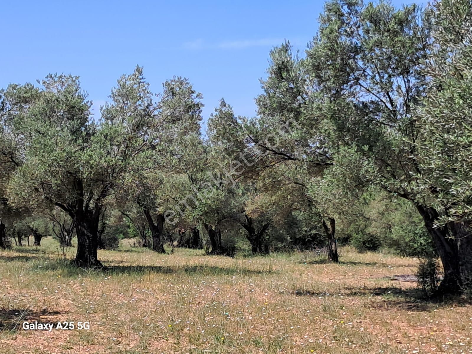 Çanakkale Bayramiç Saçaklıköyünde Satılık Zeytinlik - Görsel 3