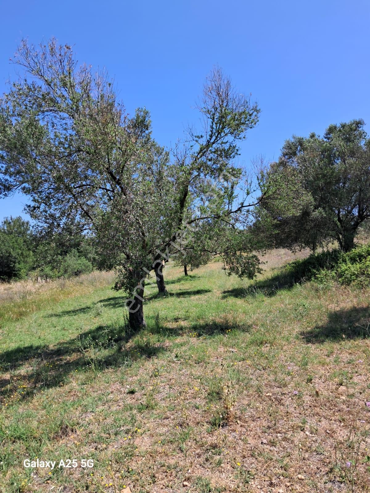 Çanakkale Bayramiç Saçaklıköyünde Satılık Zeytinlik - Görsel 7