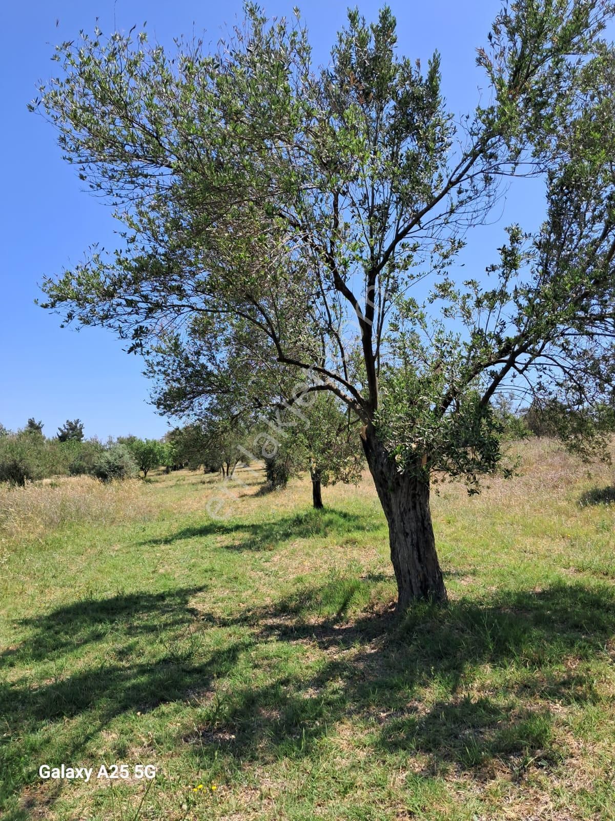 Çanakkale Bayramiç Saçaklıköyünde Satılık Zeytinlik - Görsel 13