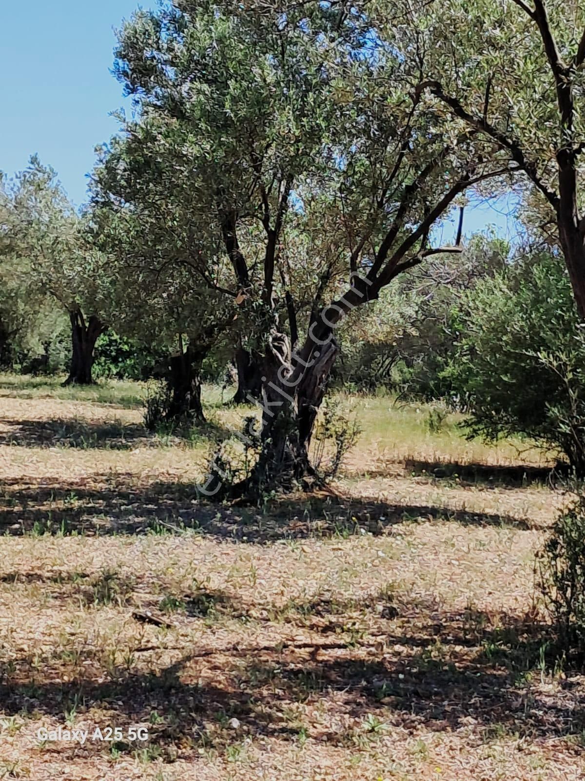 Çanakkale Bayramiç Saçaklıköyünde Satılık Zeytinlik - Görsel 8