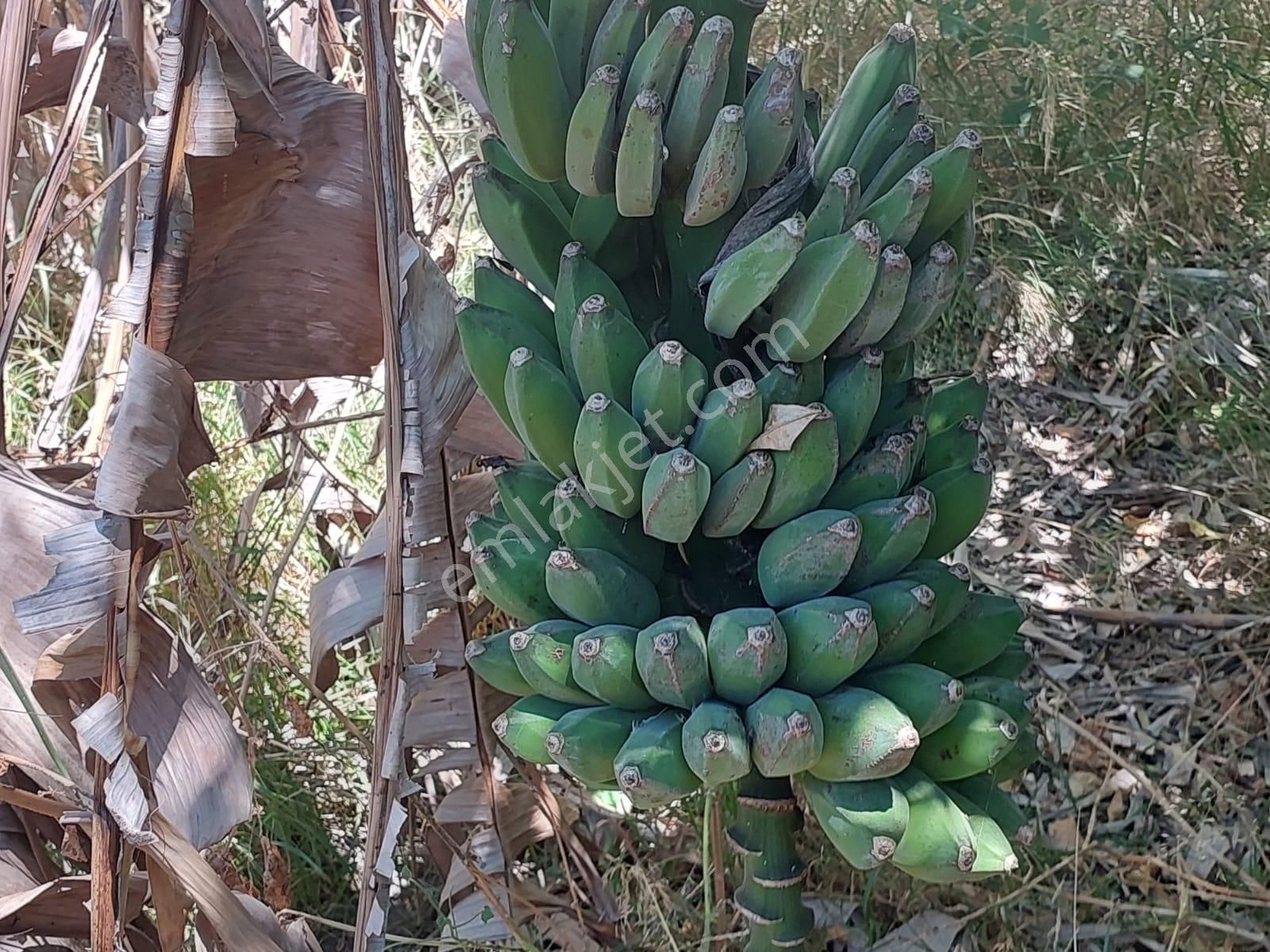 Ortaca Okçular’da İmar Planı İçinde Satılık Köy Evi - Görsel 2