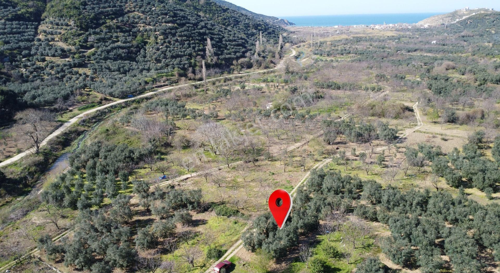 Balıkesir Erdek Ballıpınar Köyünde Resmi Yola Cephe Zeytinlik