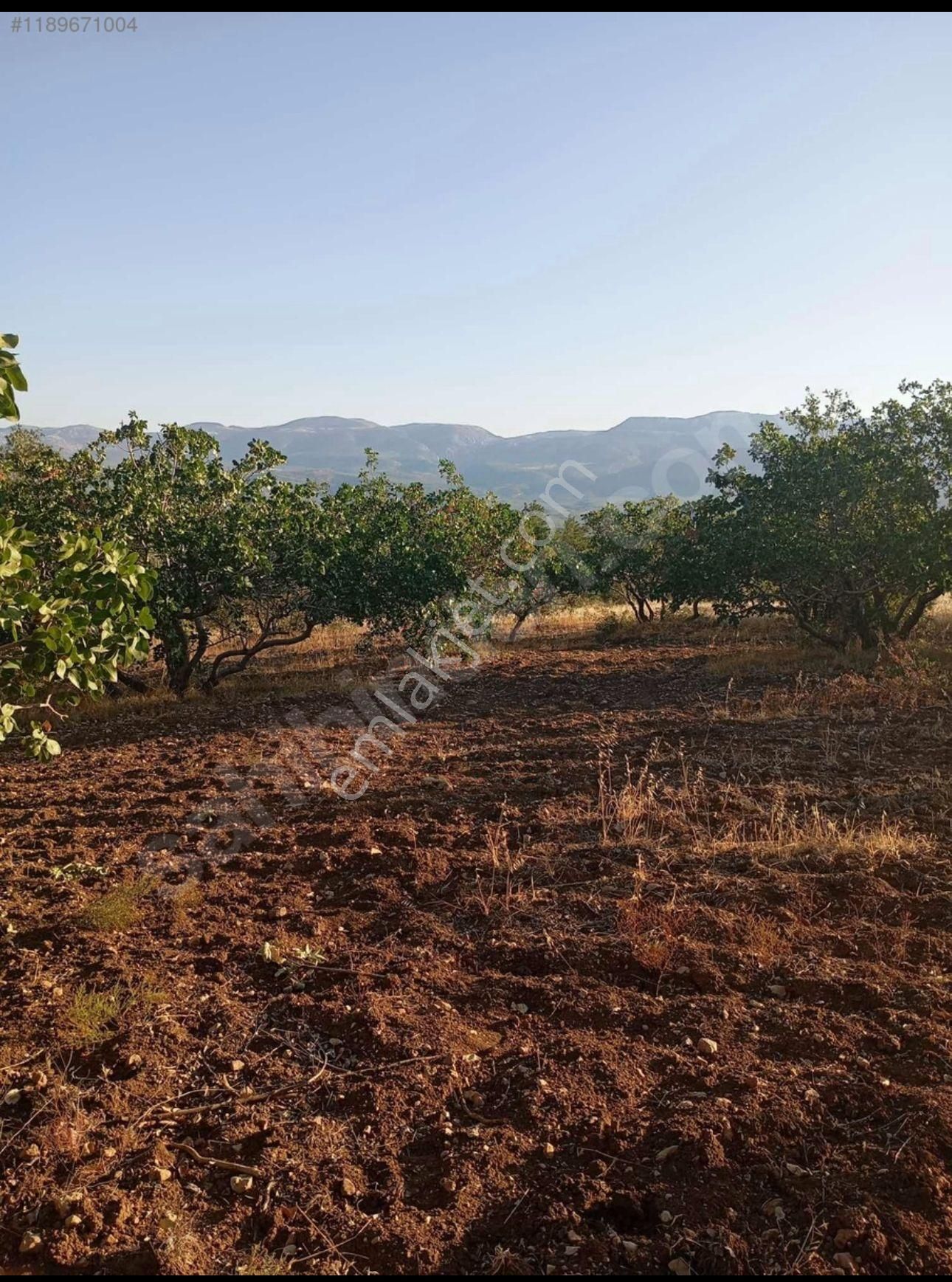 Acil İhtiyaçtan Satılık Fıstık Bahçesi - Görsel 2