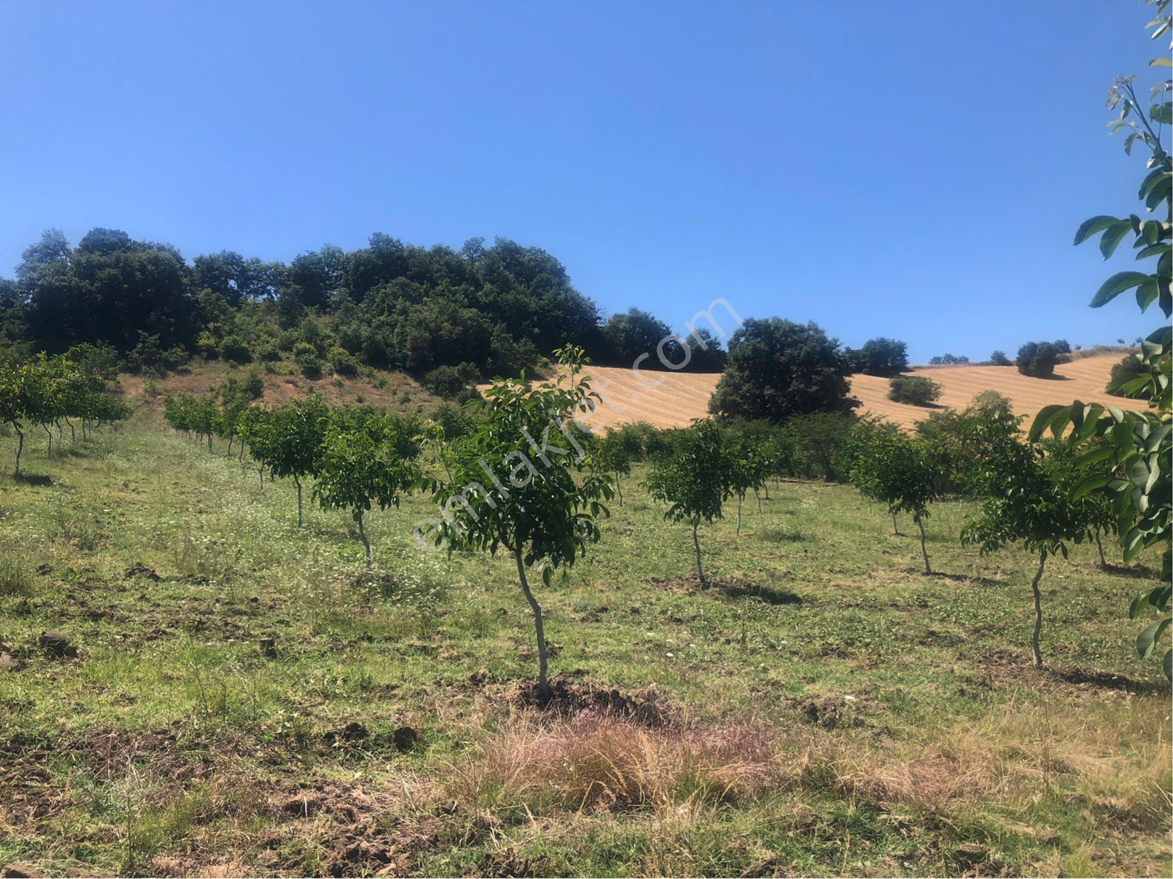 Bursa İnegöl Maden'de Satılık 10.780 M² Ceviz Bahçesi 🌳 - Görsel 8