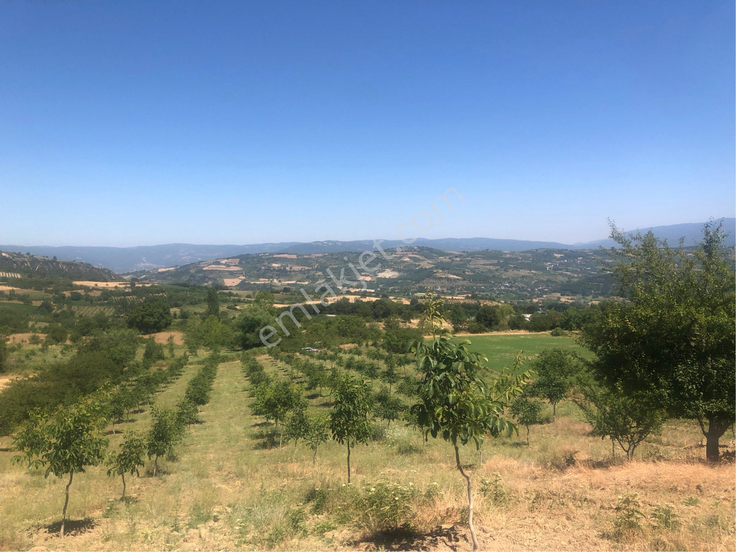 Bursa İnegöl Maden'de Satılık 10.780 M² Ceviz Bahçesi 🌳 - Görsel 3