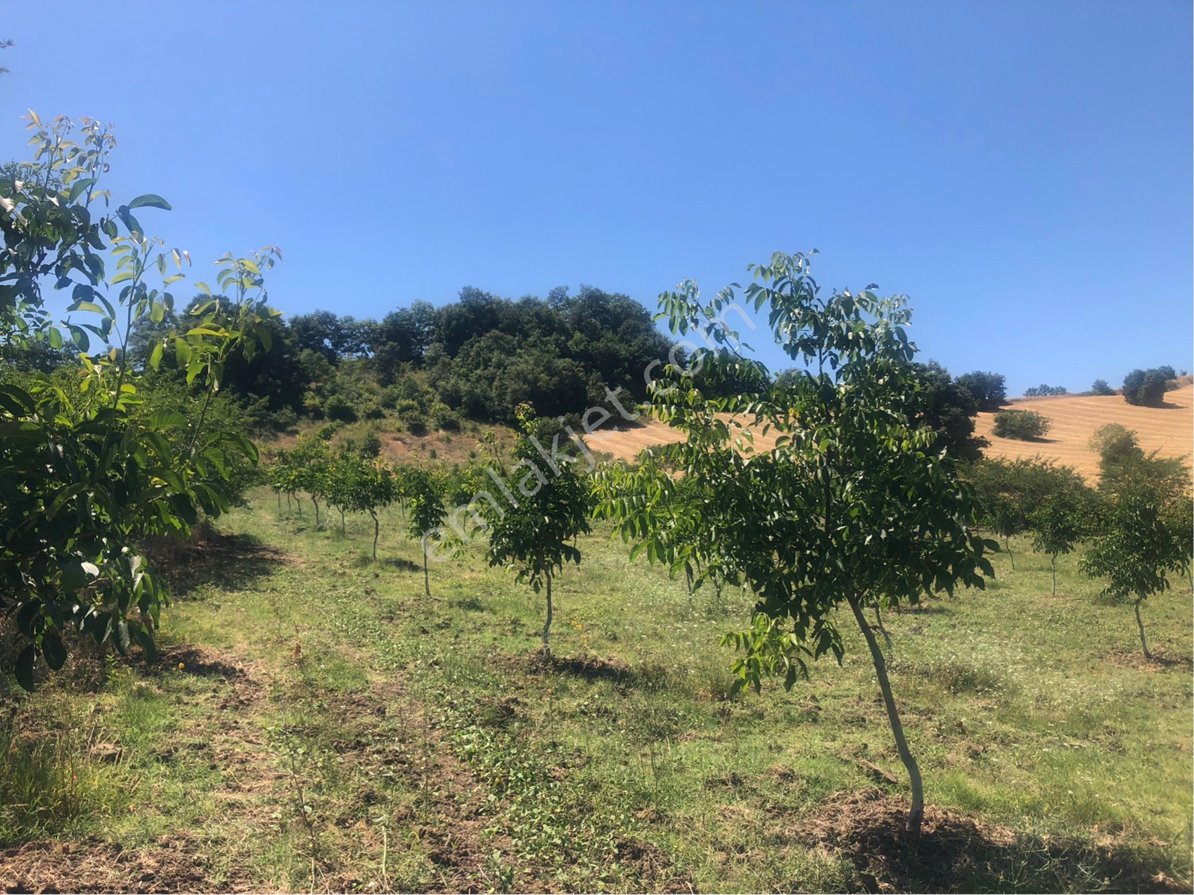 Bursa İnegöl Maden'de Satılık 10.780 M² Ceviz Bahçesi 🌳 - Görsel 6