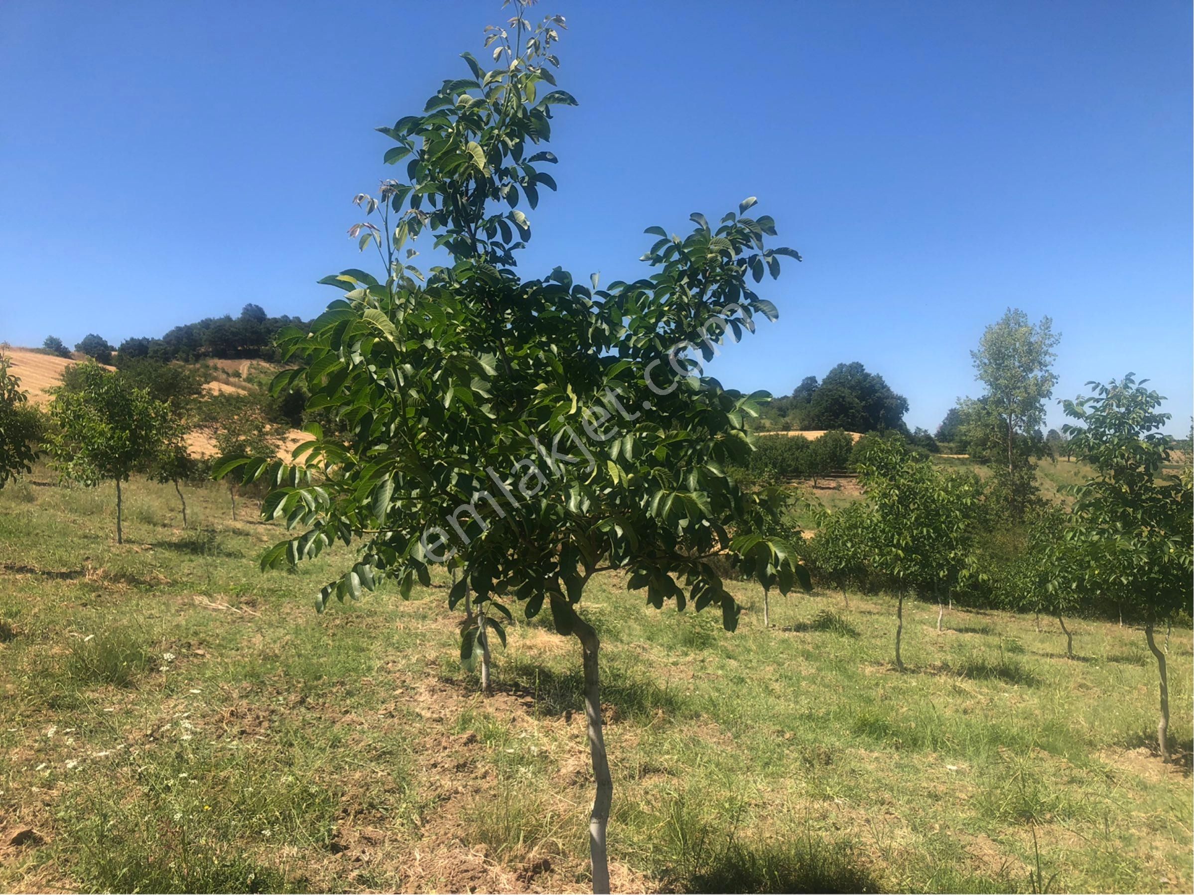 Bursa İnegöl Maden'de Satılık 10.780 M² Ceviz Bahçesi 🌳 - Görsel 2