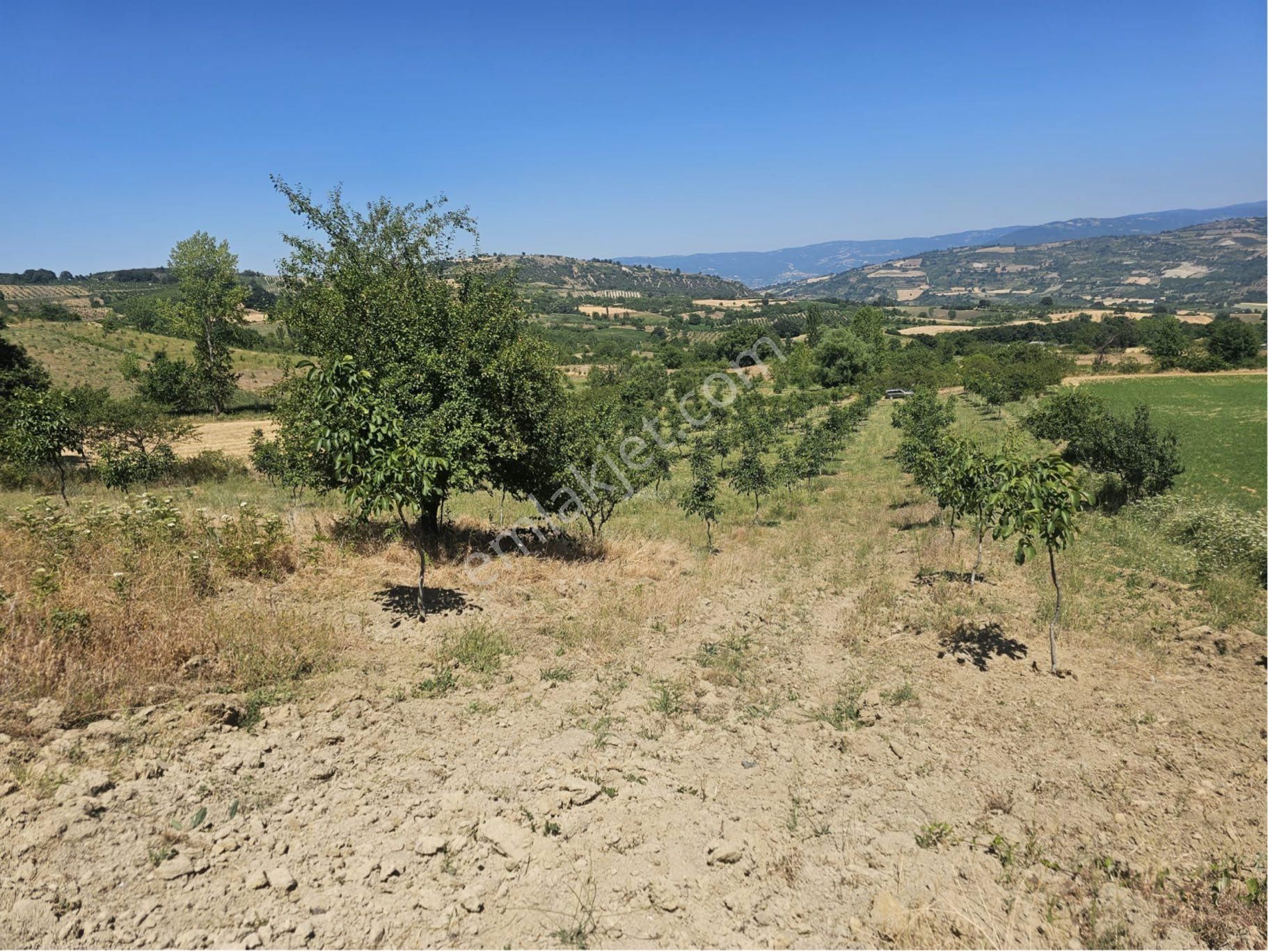 Bursa İnegöl Maden'de Satılık 10.780 M² Ceviz Bahçesi 🌳 - Görsel 15