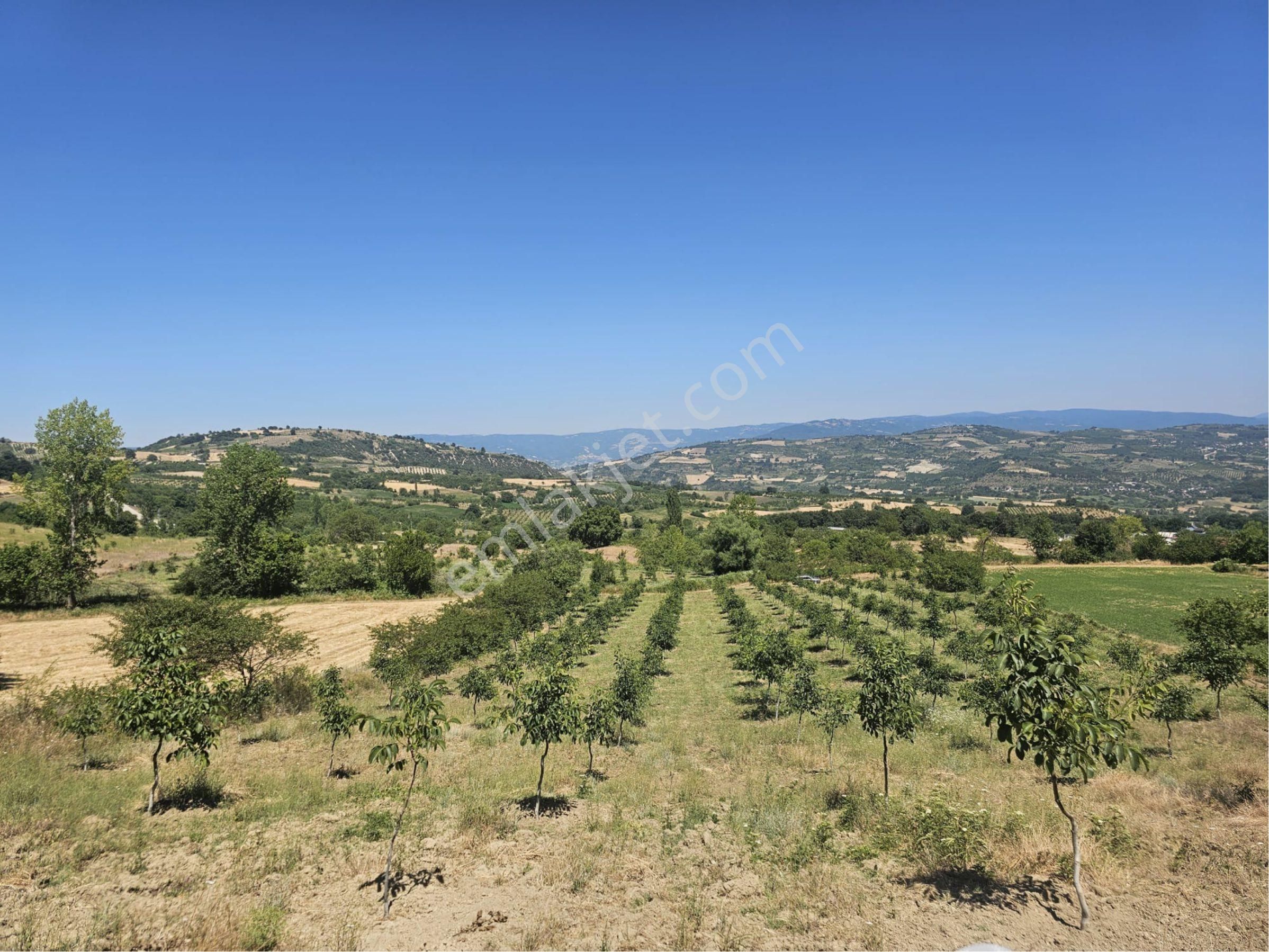 Bursa İnegöl Maden'de Satılık 10.780 M² Ceviz Bahçesi 🌳 - Görsel 14