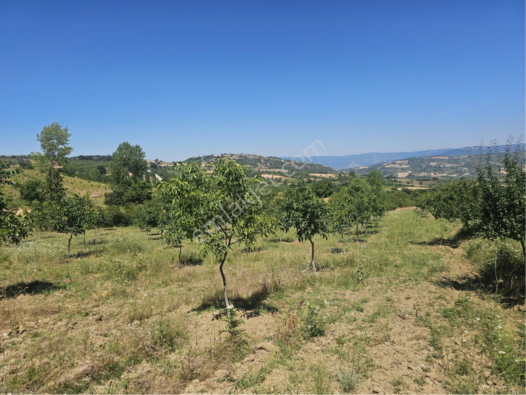 Bursa İnegöl Maden'de Satılık 10.780 M² Ceviz Bahçesi 🌳 - Görsel 13