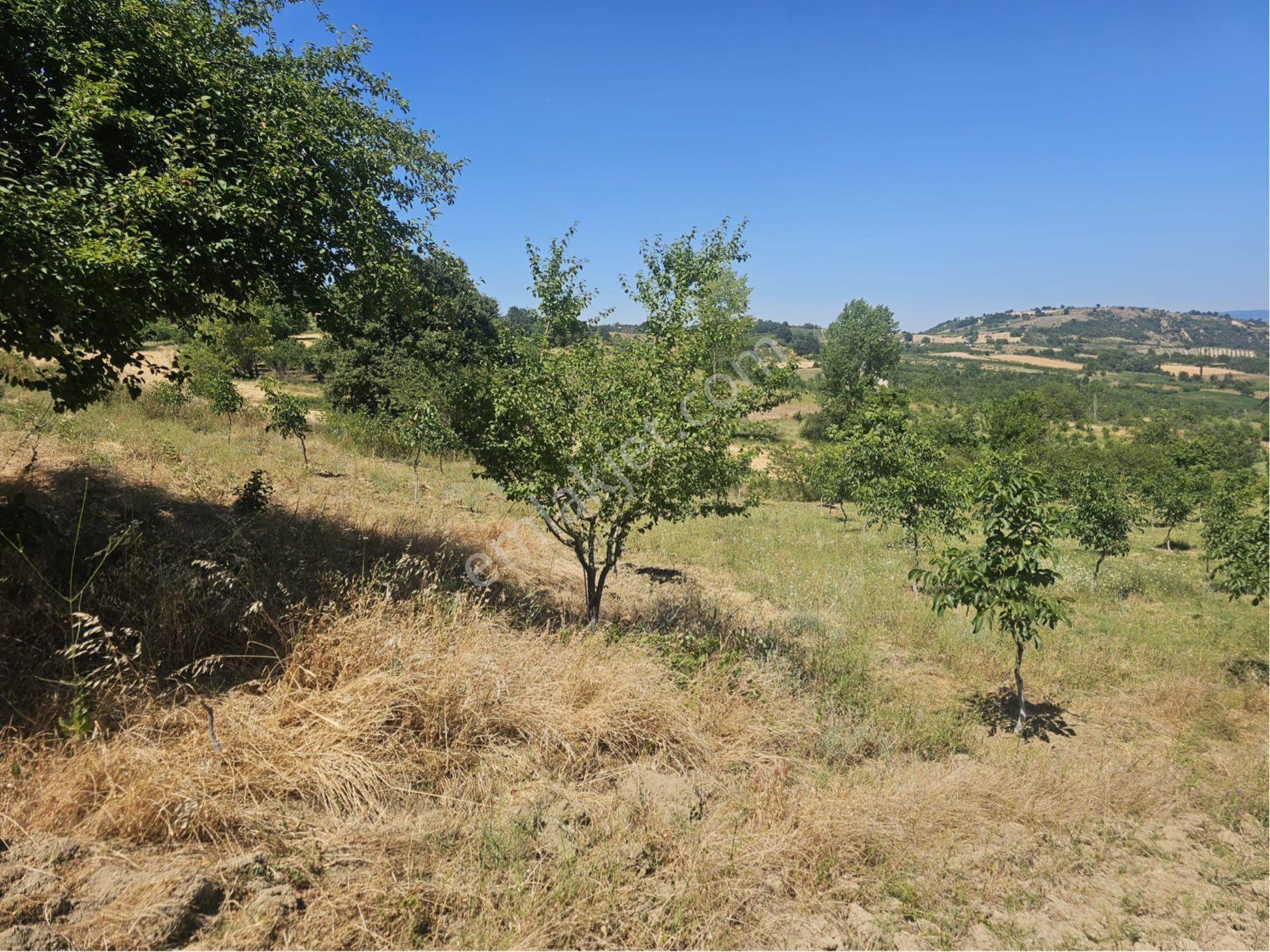 Bursa İnegöl Maden'de Satılık 10.780 M² Ceviz Bahçesi 🌳 - Görsel 11