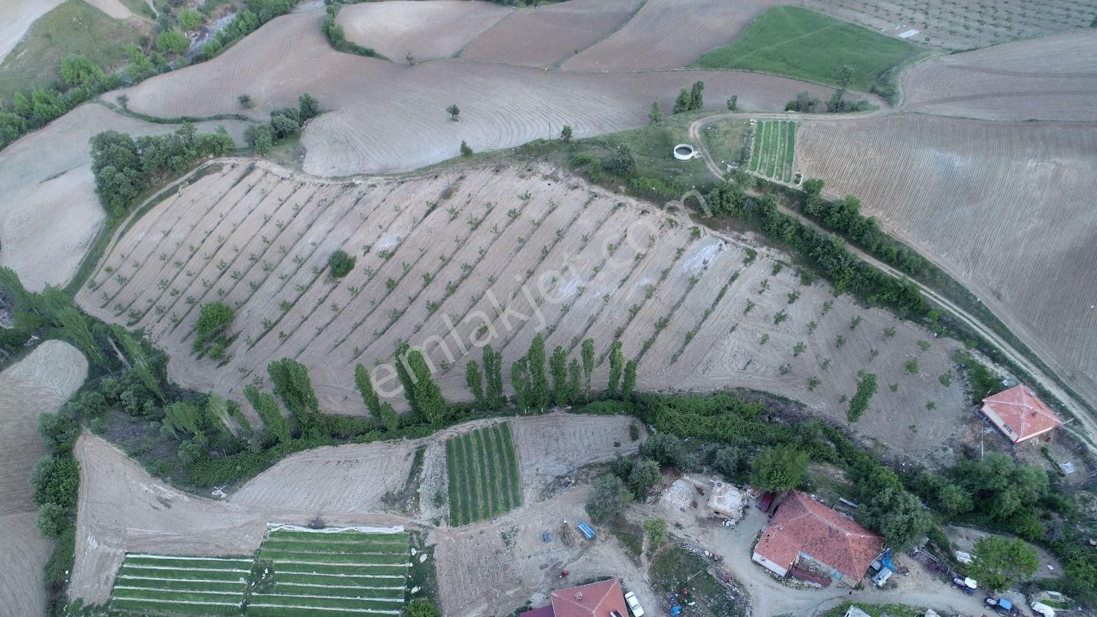 Yuvam Gayrimenkul’den Satılık Uşak Eşme Ağabey Köyünde 10.900 M2 Ev Ve Cevizlik - Görsel 6
