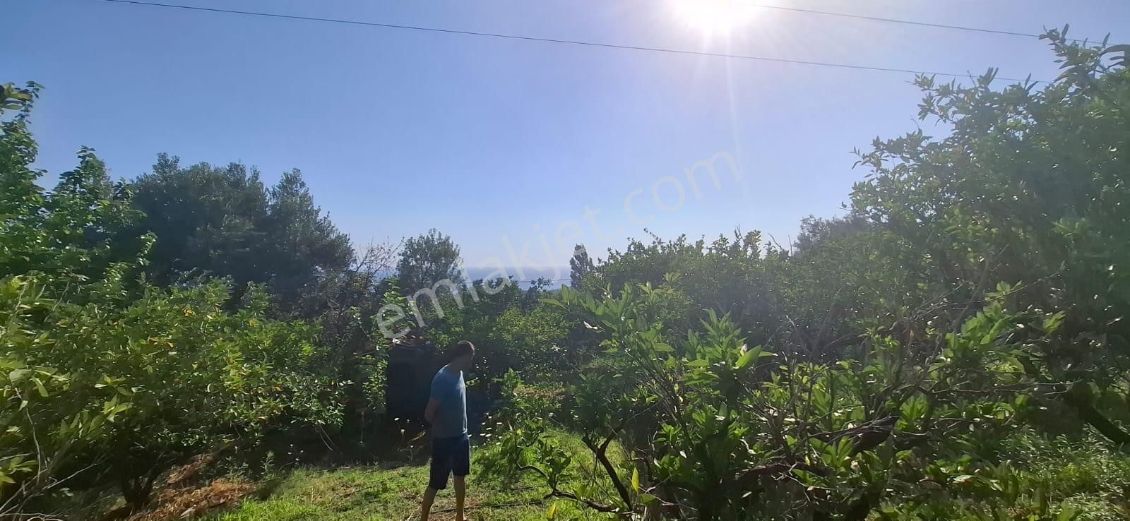 Satılık Deniz Gören Tarla - Görsel 10