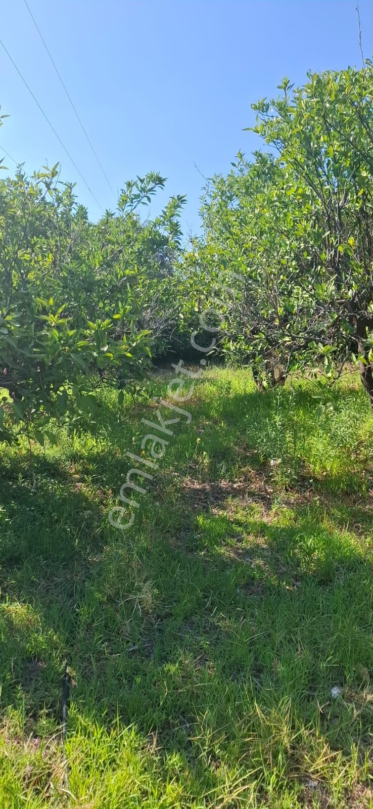 Satılık Deniz Gören Tarla - Görsel 17