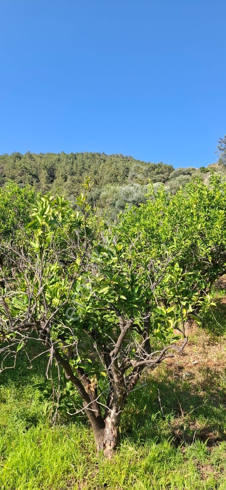 Satılık Deniz Gören Tarla - Görsel 16