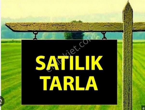 Selçuk Burgazda Kadastro Yola Cepheli Satılık Tarla - Görsel 3