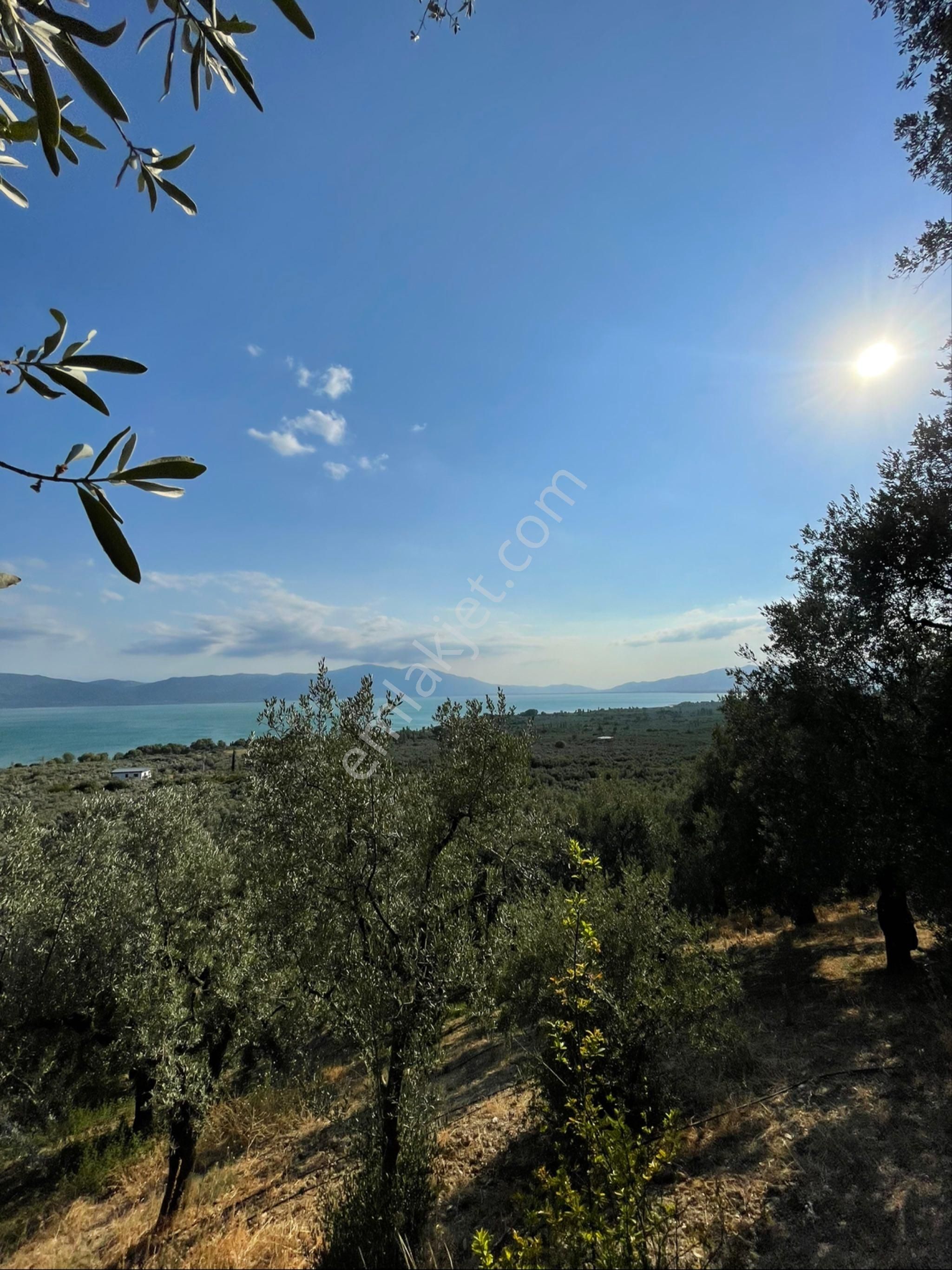 Sahibinden Satılık Panoramik Göl Manzaralı Zeytinlik