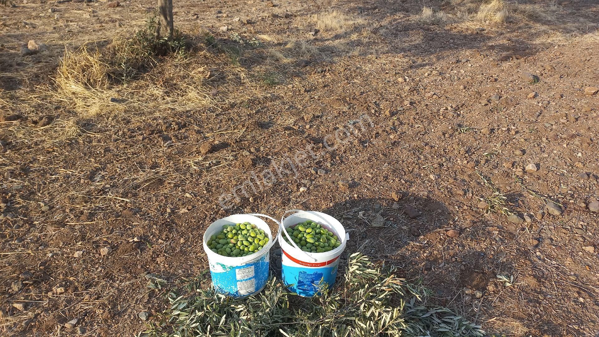 Sahibinden Zeytinlik