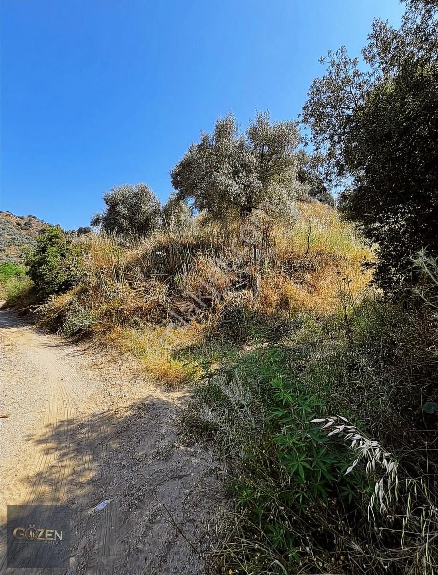 Gözen Emlak Güvencesiyle 2590 M2 Tek Tapu Zeytinliklik - Görsel 5
