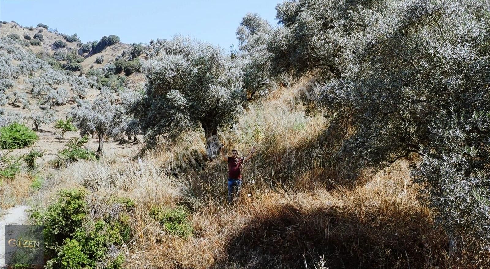 Gözen Emlak Güvencesiyle 2590 M2 Tek Tapu Zeytinliklik - Görsel 12