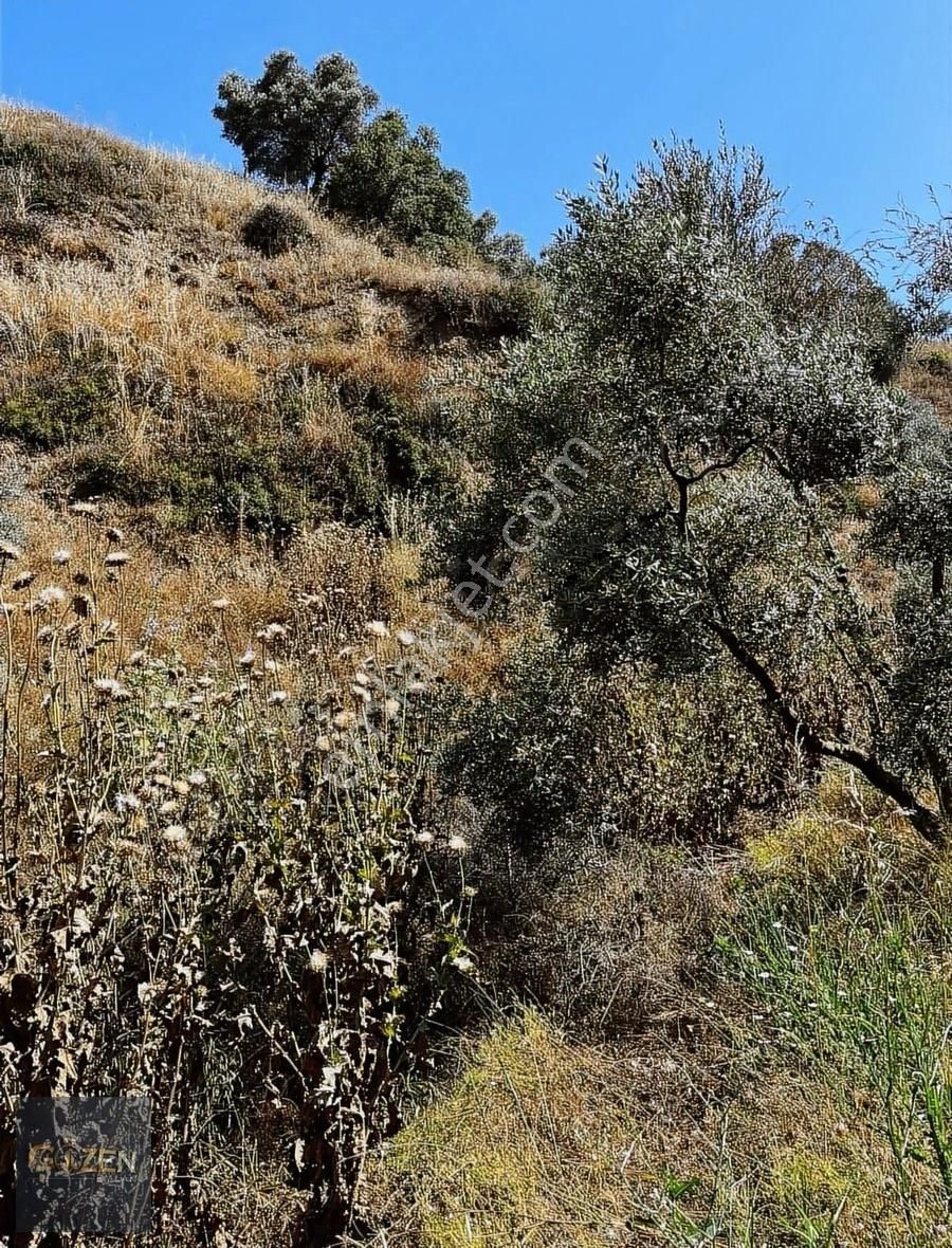 Gözen Emlak Güvencesiyle 2590 M2 Tek Tapu Zeytinliklik - Görsel 9