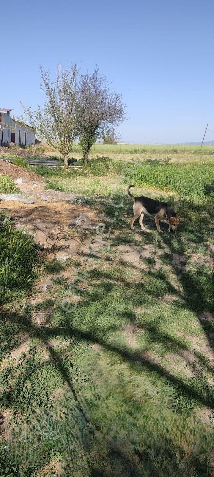 Afyon Dazkırı Bozan Köyünde 2 Parsel Birleşik Arsa Satılık - Görsel 18