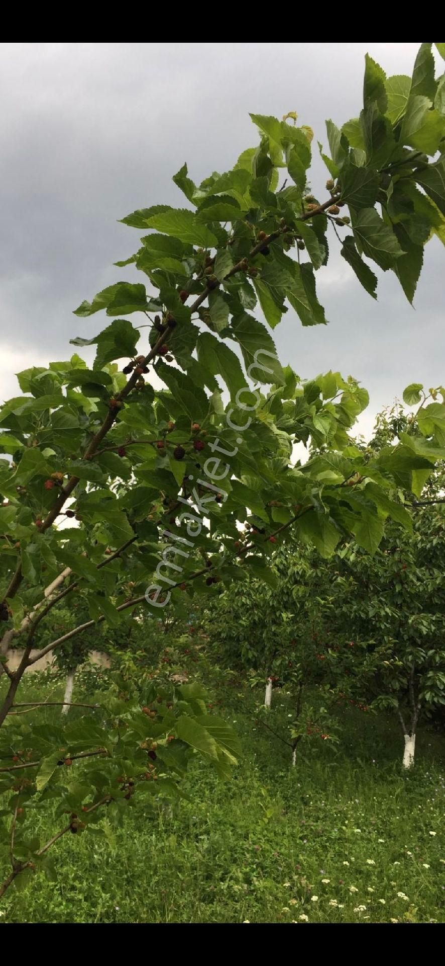 Çiftlik Evi Meyve Bahçeli İnegölde Geniş Arazili - Görsel 14