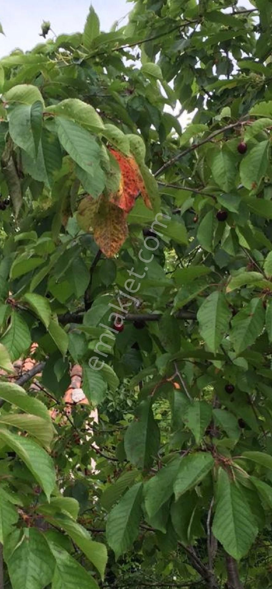 Çiftlik Evi Meyve Bahçeli İnegölde Geniş Arazili - Görsel 10