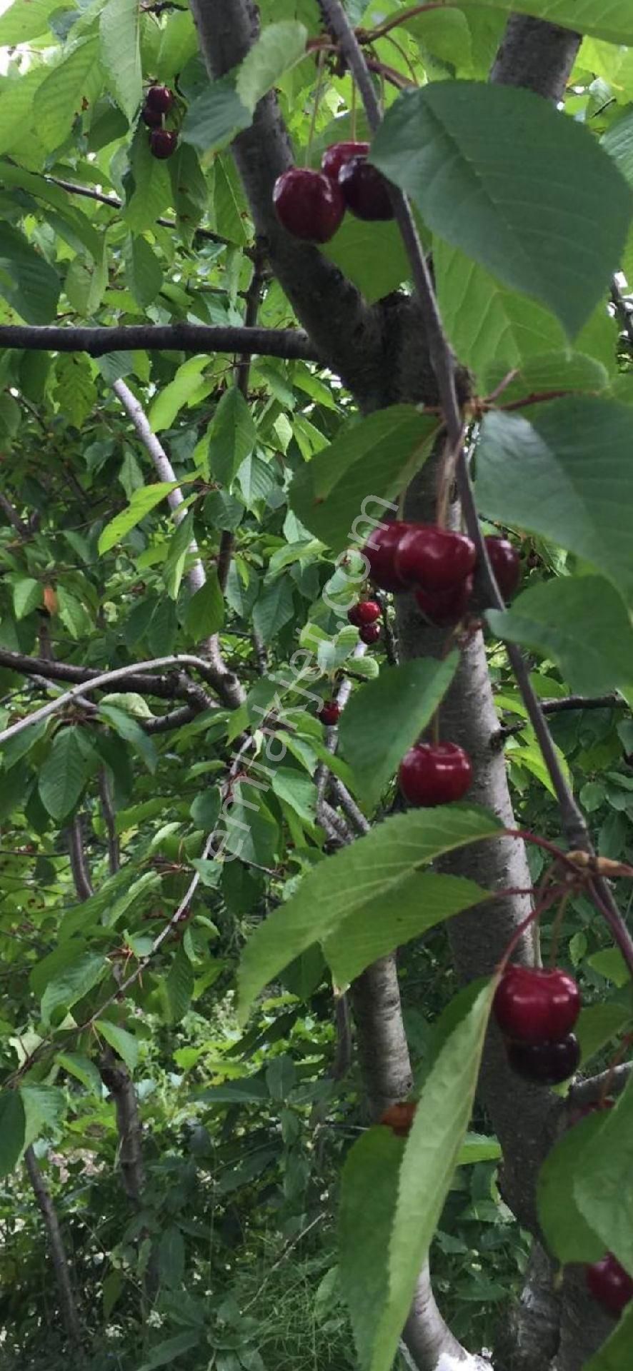 Çiftlik Evi Meyve Bahçeli İnegölde Geniş Arazili - Görsel 8