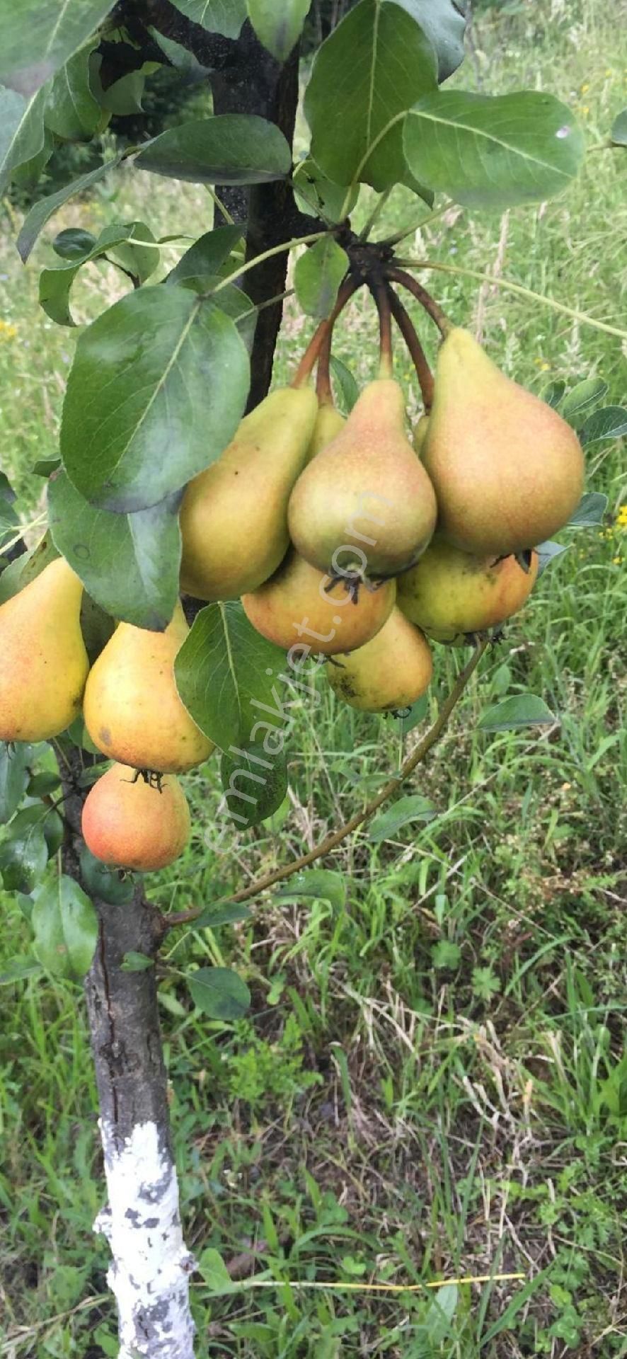 Çiftlik Evi Meyve Bahçeli İnegölde Geniş Arazili - Görsel 7