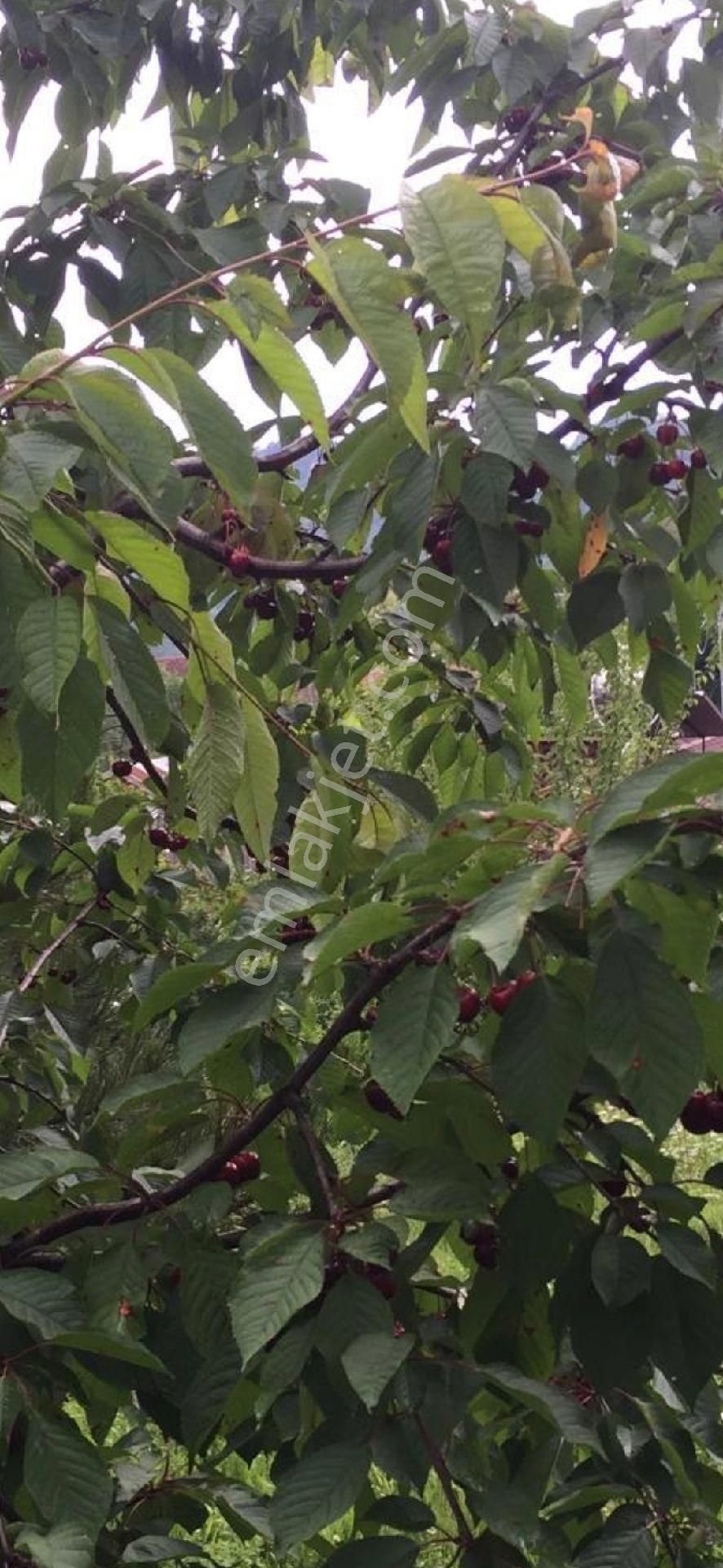 Çiftlik Evi Meyve Bahçeli İnegölde Geniş Arazili - Görsel 9