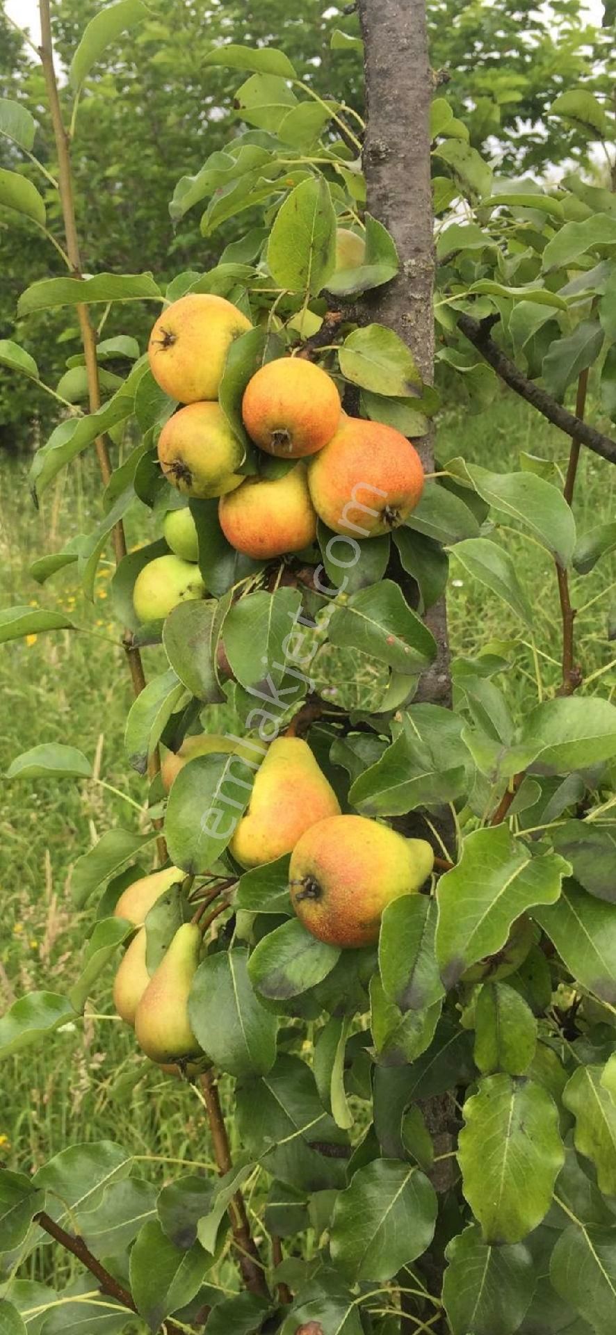 Çiftlik Evi Meyve Bahçeli İnegölde Geniş Arazili - Görsel 6
