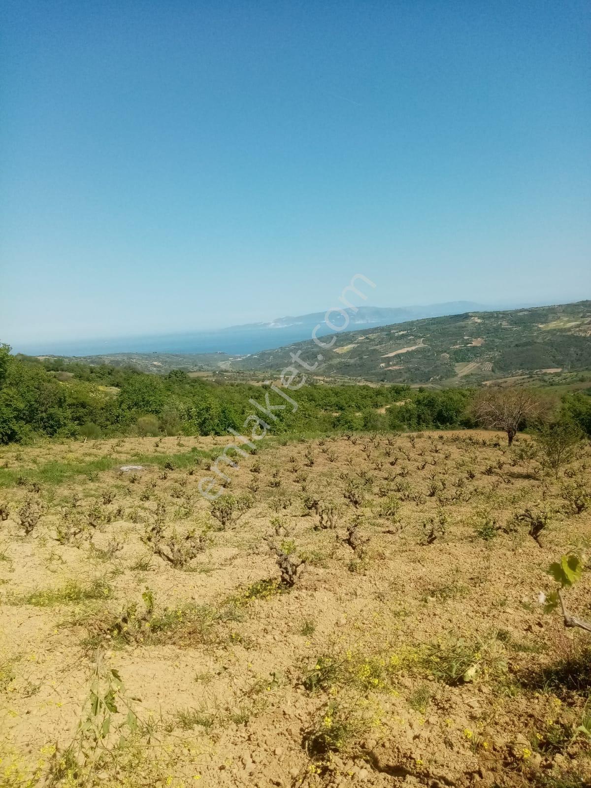 Mursallı Mah. Eşsiz Doğa Ve Deniz Manzaralı Üzüm Bahçesi