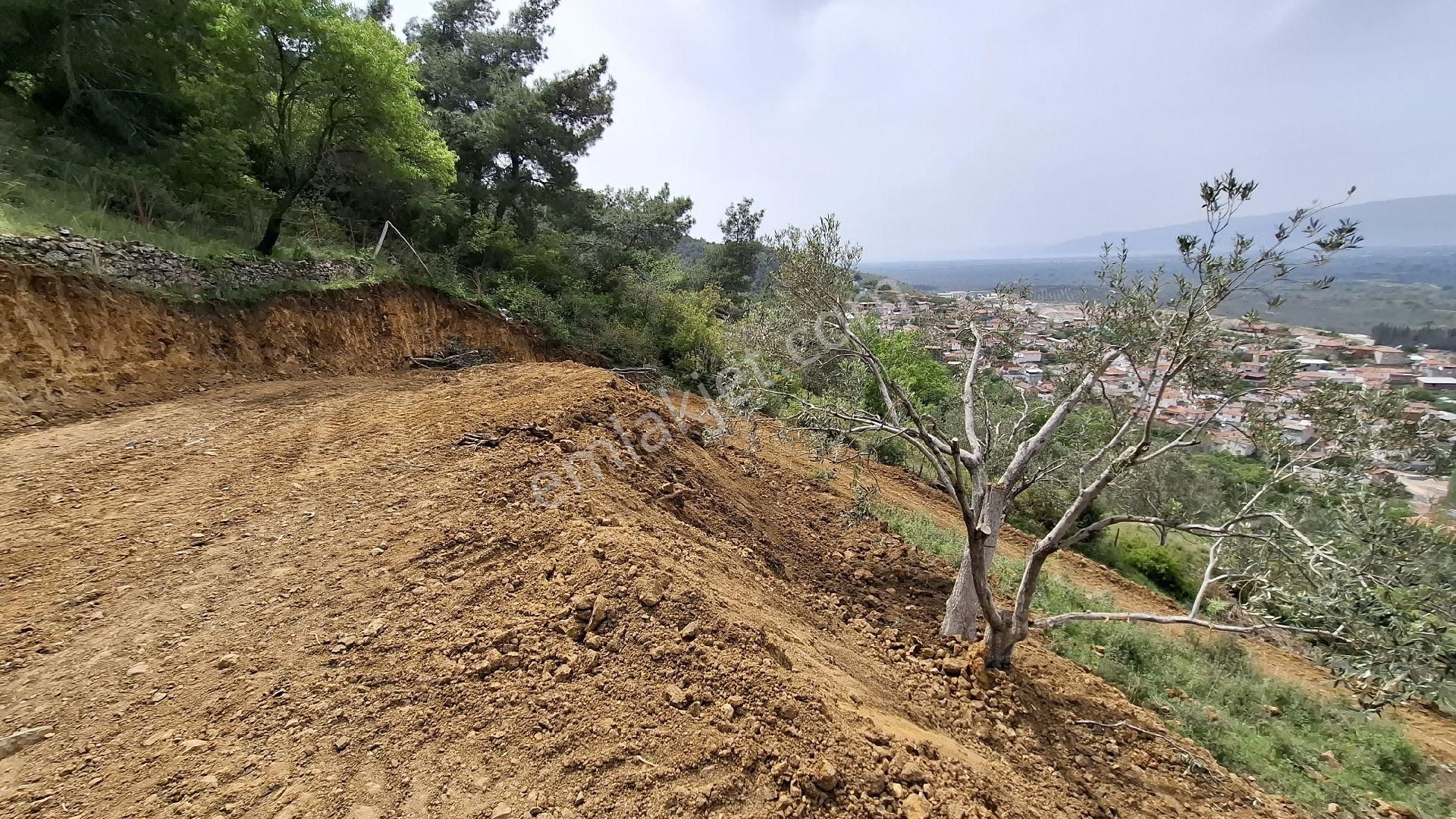 Havran Küçükdere Satılık Zeytinlik - Görsel 4