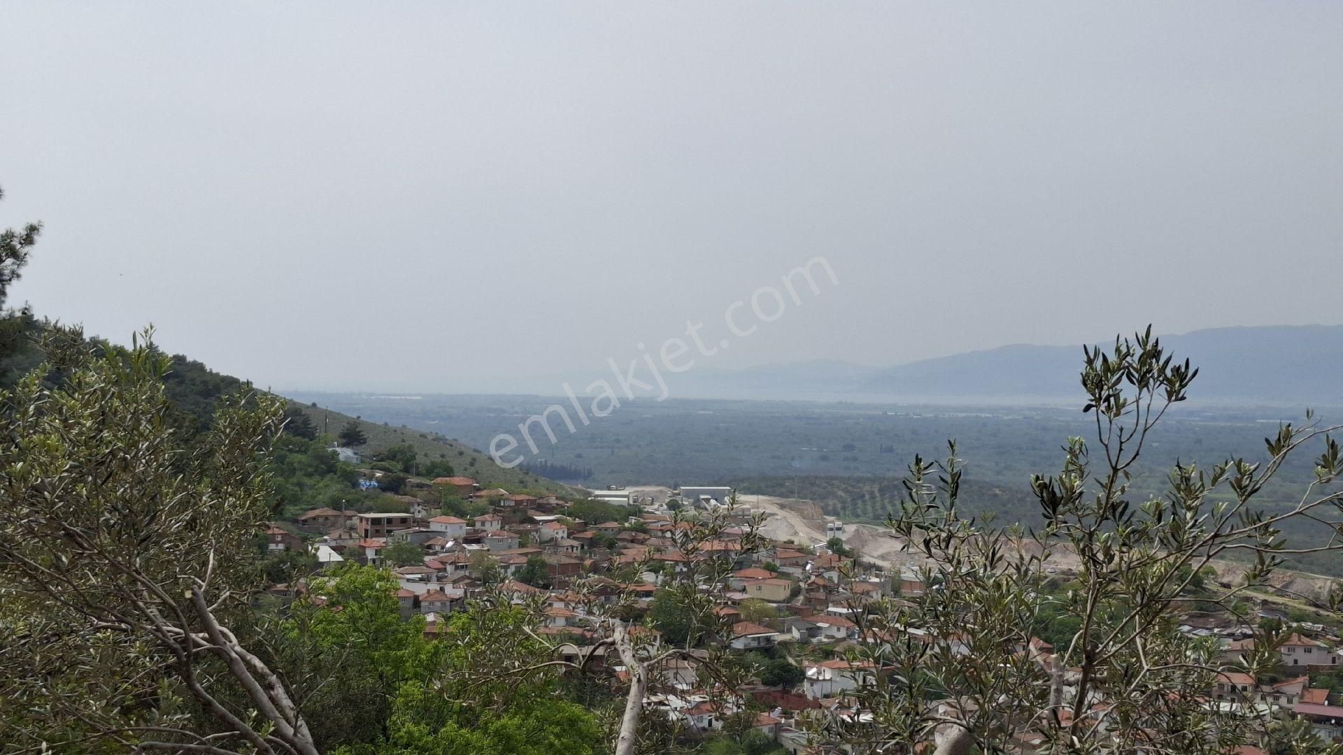 Havran Küçükdere Satılık Zeytinlik - Görsel 6