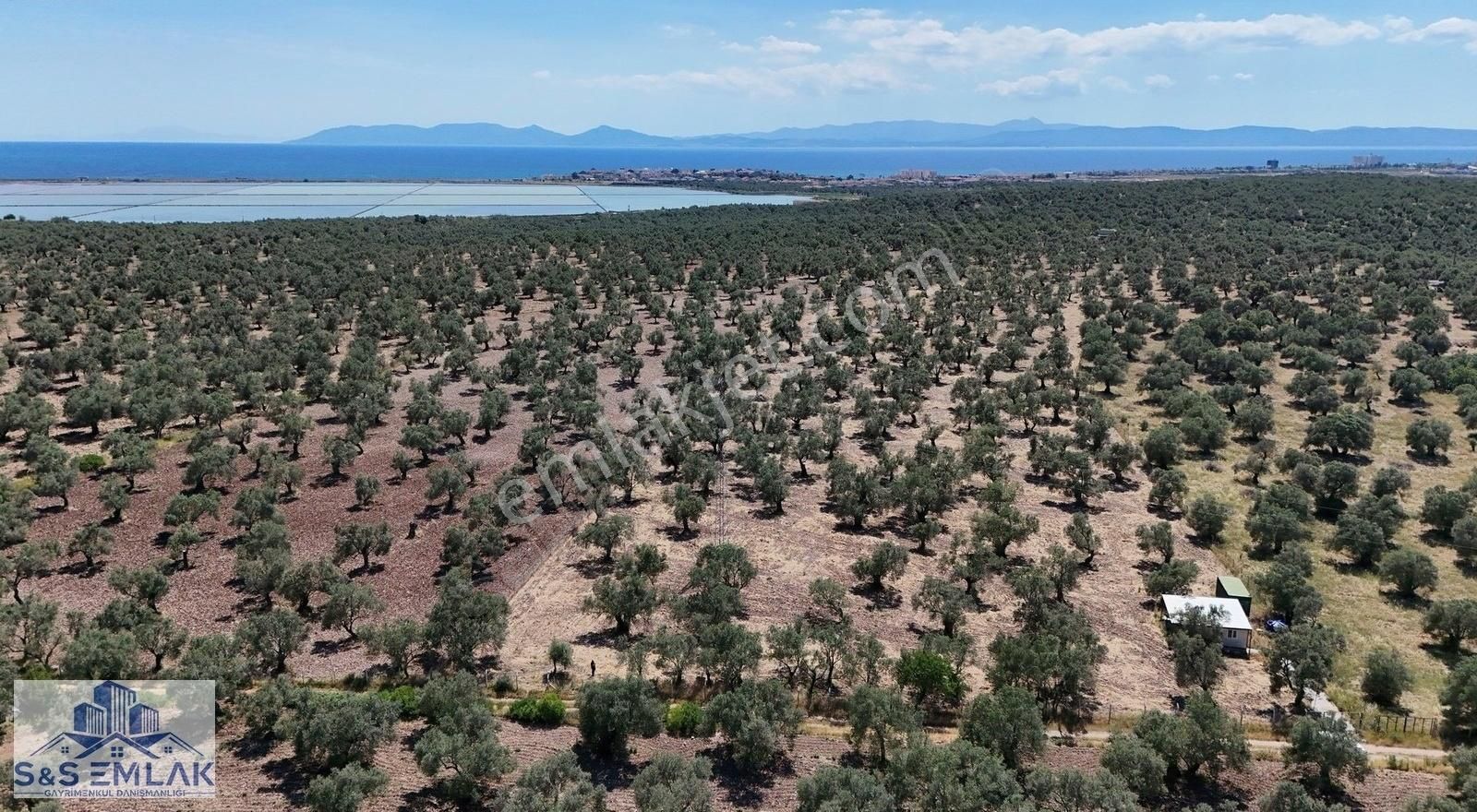 S&s Emlak'dan Küçükköy Karluca Mevkiinde 10.800 M2 Zeytinlik - Görsel 8