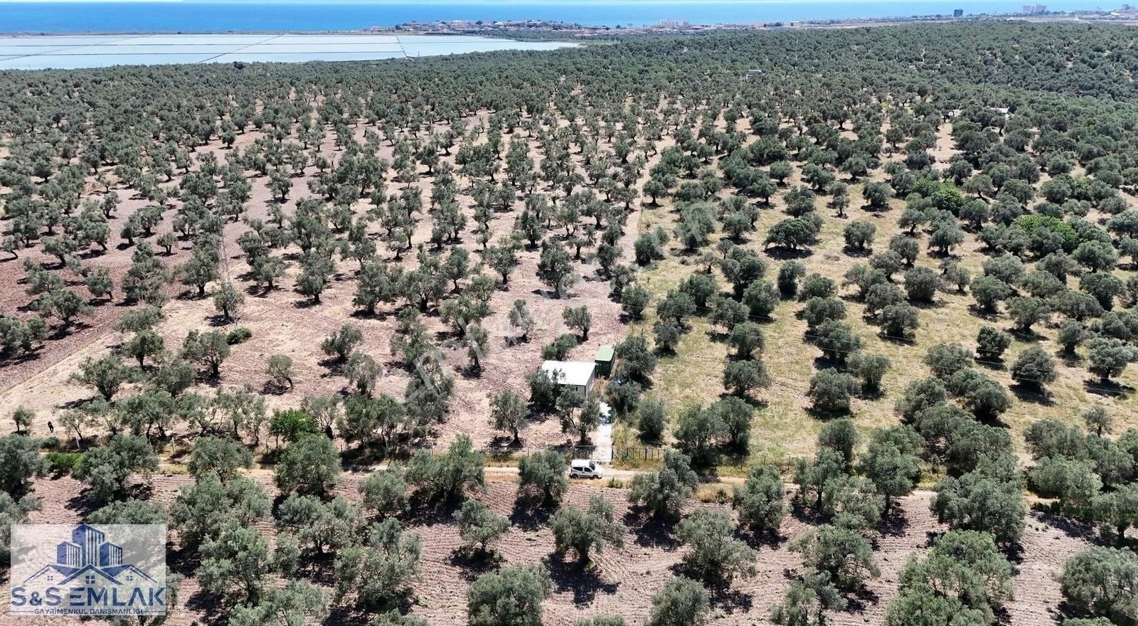 S&s Emlak'dan Küçükköy Karluca Mevkiinde 10.800 M2 Zeytinlik - Görsel 7